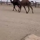 القحات للبيع