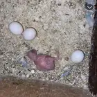 زوج بادجي منتج