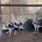 فروخ سندي