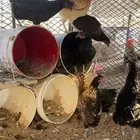 دجاج بياض شرط