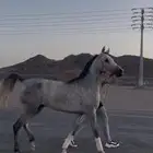 فرس شعبيه فااخره تنافس الواهو