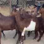15 تيس كفو كفو مقفله شحم
