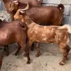 تيوس دهم