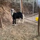 طلي العمر 4 تقريبا طرف طيب