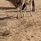 قعود مغلق على حليب