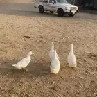 بط بكيني