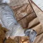 للبيع معز2 حليب ودافع لها شهرين سنه تامه شبب