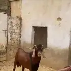 تيس فحل ادهم مطور للبيع
