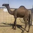 قعود مفرود السوم 5800 من شايف وحايف