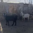 عنزين للبيع