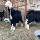 جذعات نجد تم البيع