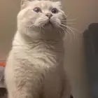 قط للتزاوج