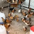 صوص منوع بلدي وفيومي الحجم ماشاءالله