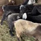 معزا منوت القاني مضاريع