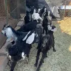 تيوس وجمد. تم البيع