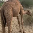 بكره ساحليه للبيع