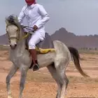 حصان شيخ