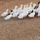 بط بكيني