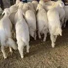 طليان جبره