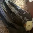 زوج كروان منتج للبيع