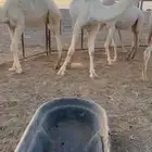 حشو فاخره