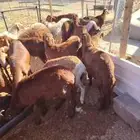 غنم سواكني ضحايا مرابي