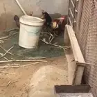 دجاج  عربي تراث