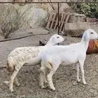 رخال جبر وشحم مشالله تم البيع