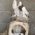 حمام نفاخي