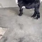 تيس مشروع فحل