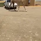 للبيع بكرة كفوو ساسها على الهدب