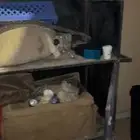 طاولة شاي
