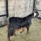 عنز حوية عطراء منوة القناي