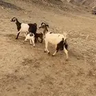 معزا خلفات متاويم