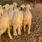 طليان ورخال