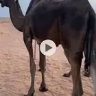 مفرود وحقه طيبه