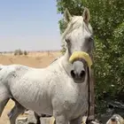 حصان