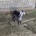 جفره عارضيه طيبه