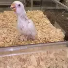 فروخ روز