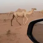 بكره ثنيه وضحاء مأخوذ ولدها