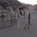 قعود اللبيع