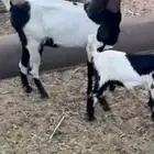 شاه