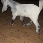 للبيع الداغور