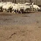 للبيع رخال مراح واحد