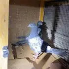 حمام