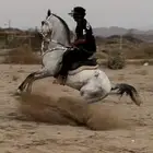 عسف خيل و التدريب