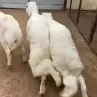 3 خرفان كفو كفو
