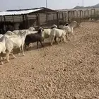 20 من الضان دفع بحفله