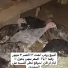 دجاج رومي