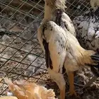 للبيع ديك كوشامو قزم او فارسي قزم